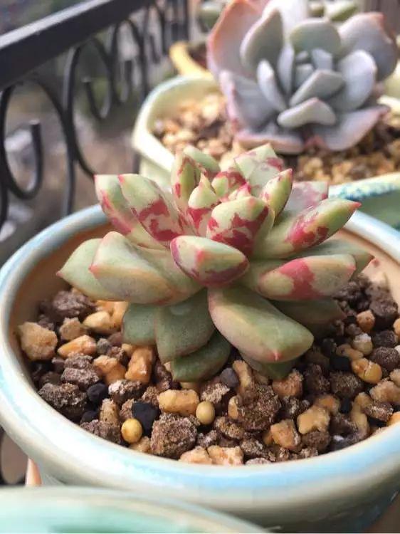 几款好看又好养的多肉,好养且易爆盆的多肉