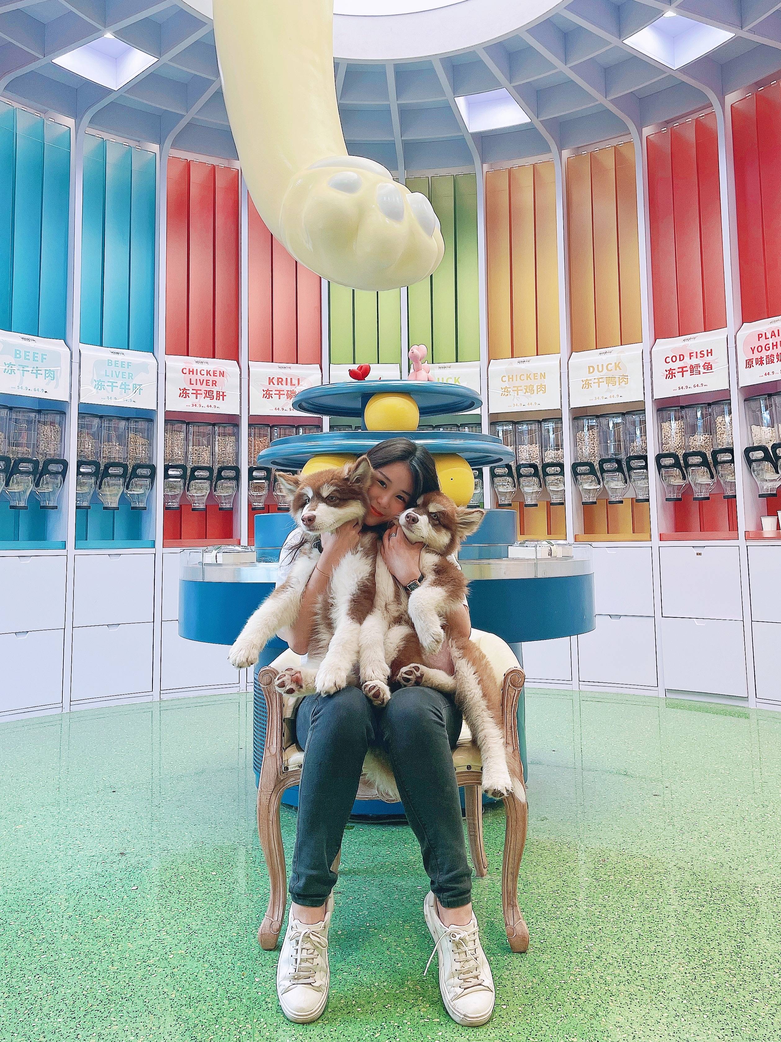 第一次养阿拉斯加犬需要注意什么,阿拉斯加犬怎么养新手必看