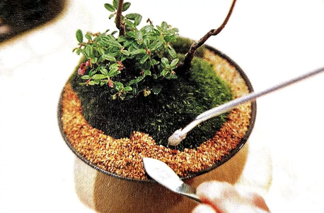 盆景制作方法与技巧,盆景制作小技巧