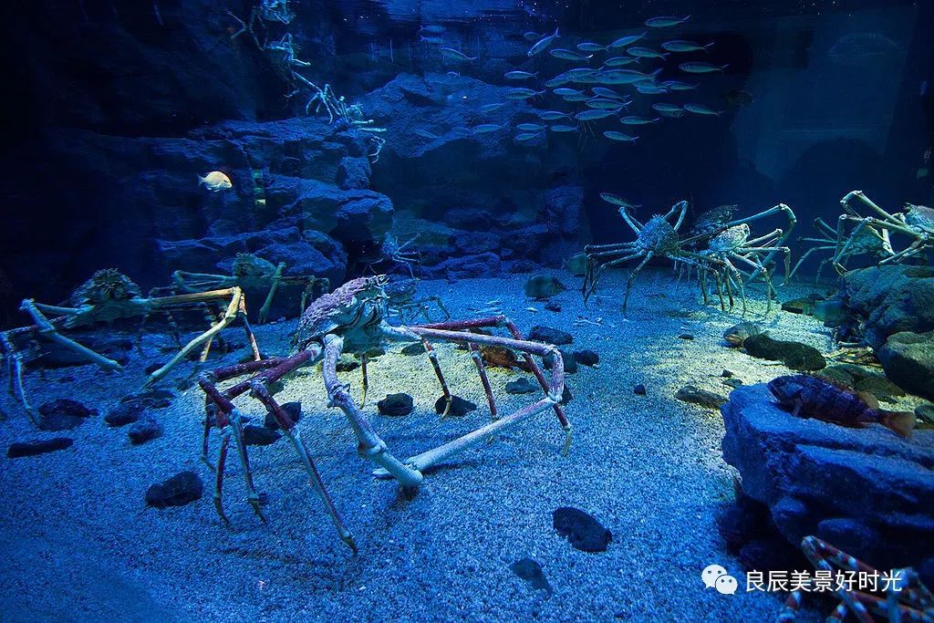 大阪ose期货国内可以交易吗,大阪osaksa食堂