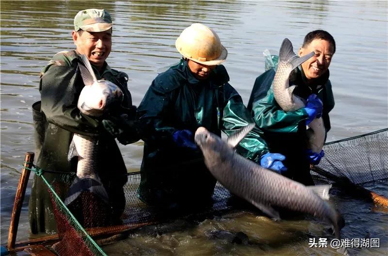 荻港庆丰收鱼桑焕新颜|在湖州看见幸福小康