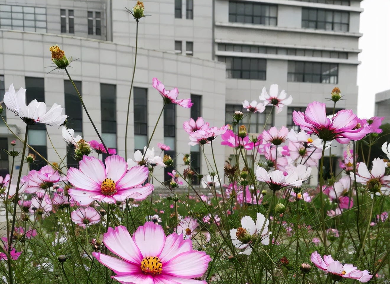 祖孙三代同一所大学,祖孙三代跨越70年成为校友
