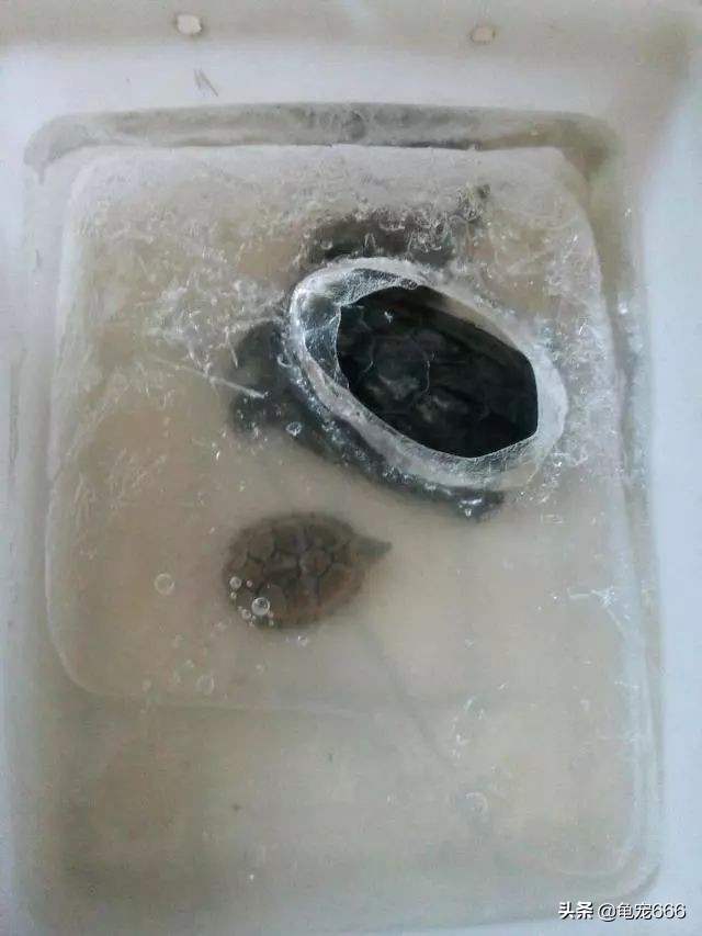 龟冻伤怎么办,龟冻僵了怎么救