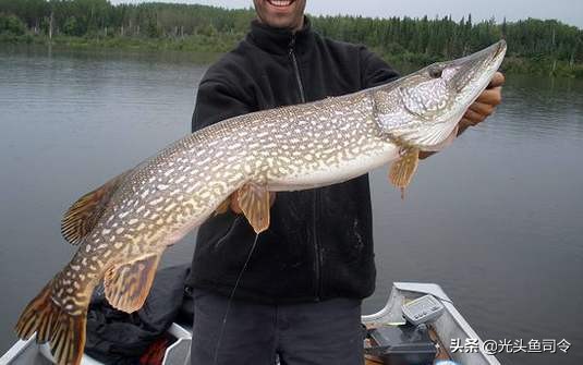 伊犁河狗鱼：寿命267岁重达40公斤，身材苗条，性情“残暴”