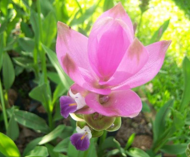 盆土里种块“姜”，7天发芽，30天后长出“大荷花”，太漂亮了