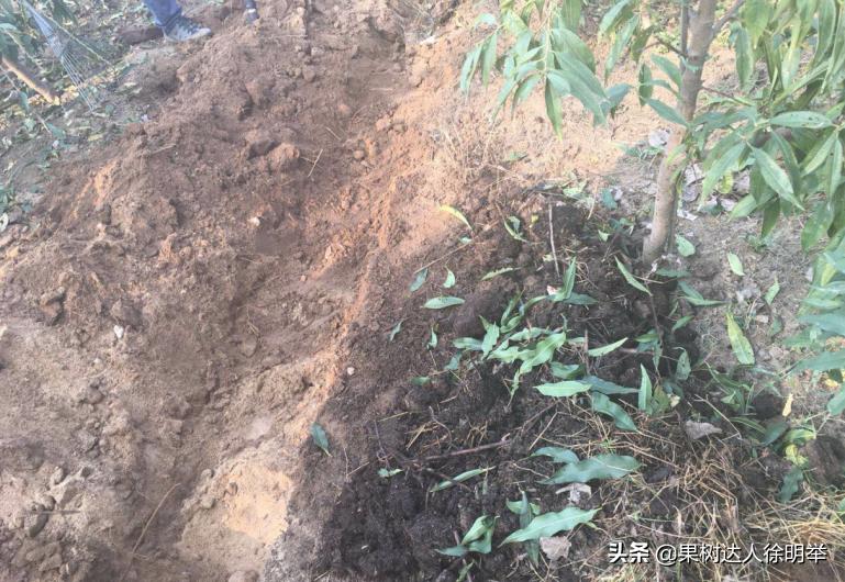 桃养人，可要种好桃，这些桃的特性要了解