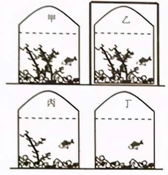 人教版七年级生物植物的呼吸作用,生物光合作用与呼吸作用的综合题