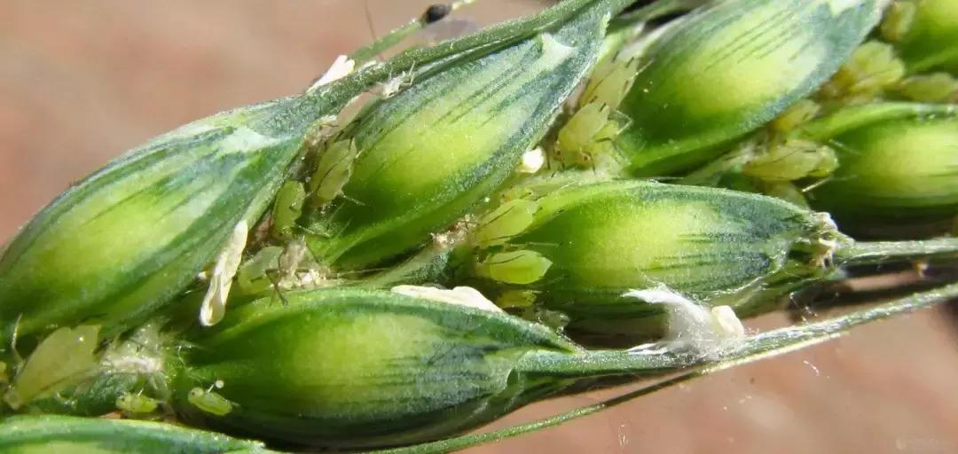 最佳的防治害虫的技术方法,种实害虫常见种类及防治方法