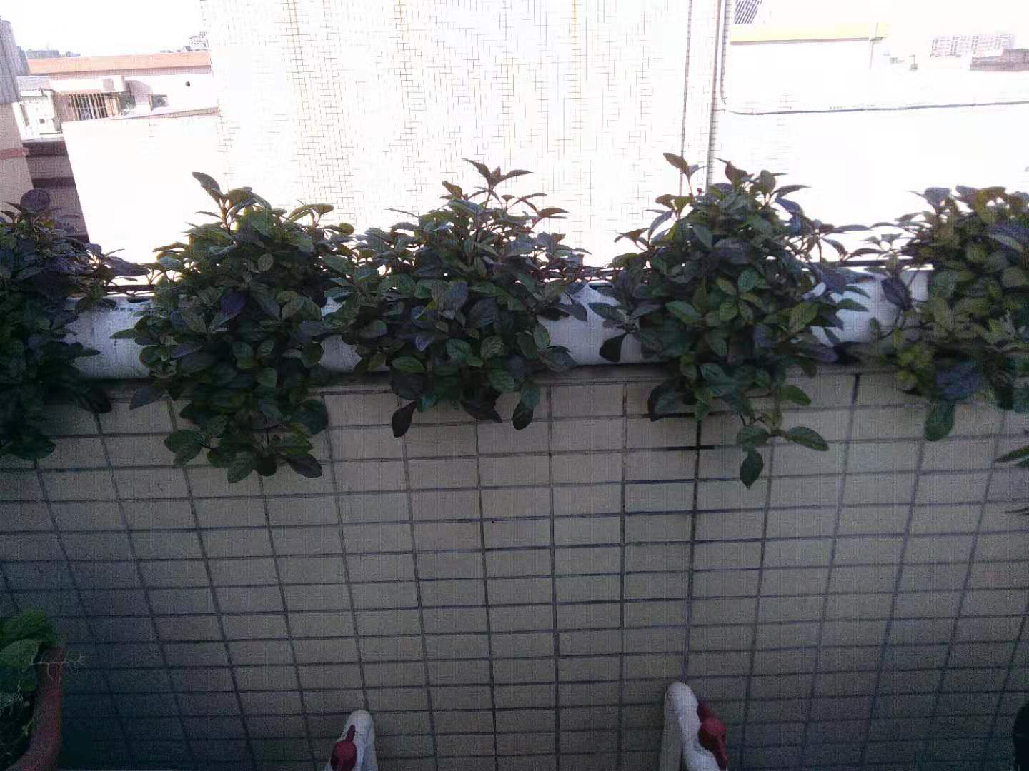 龟菜共生系统,龟菜共生图纸