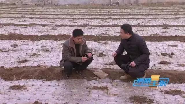 印度洋葱价格上涨100倍怎么回事,印度洋葱涨价