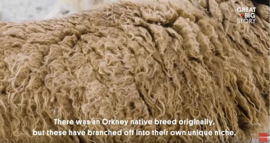 小蓝羊加绒鞋子,小蓝羊儿童鞋子春季