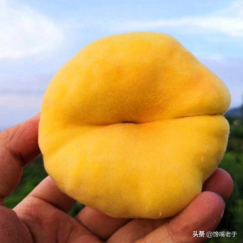 8月份吃什么水果既经济又健康,6月最该吃这5种营养水果