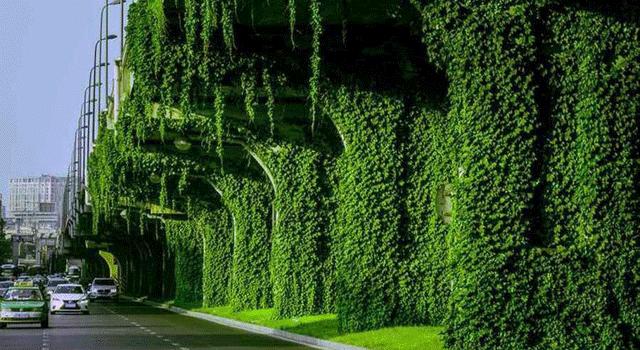 成都二环绿化,成都二环绿植视频