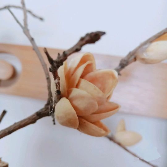 开心果果壳发绿,开心果壳别扔