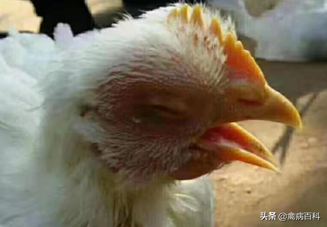 鸡群呼吸道疾病特效药方案大全，鸡群发病，我来帮你解决