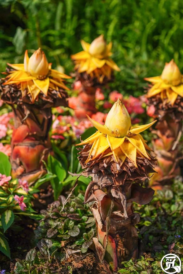 深圳史上最大最美的花展来啦,走进深圳仙湖植物园的国际花展