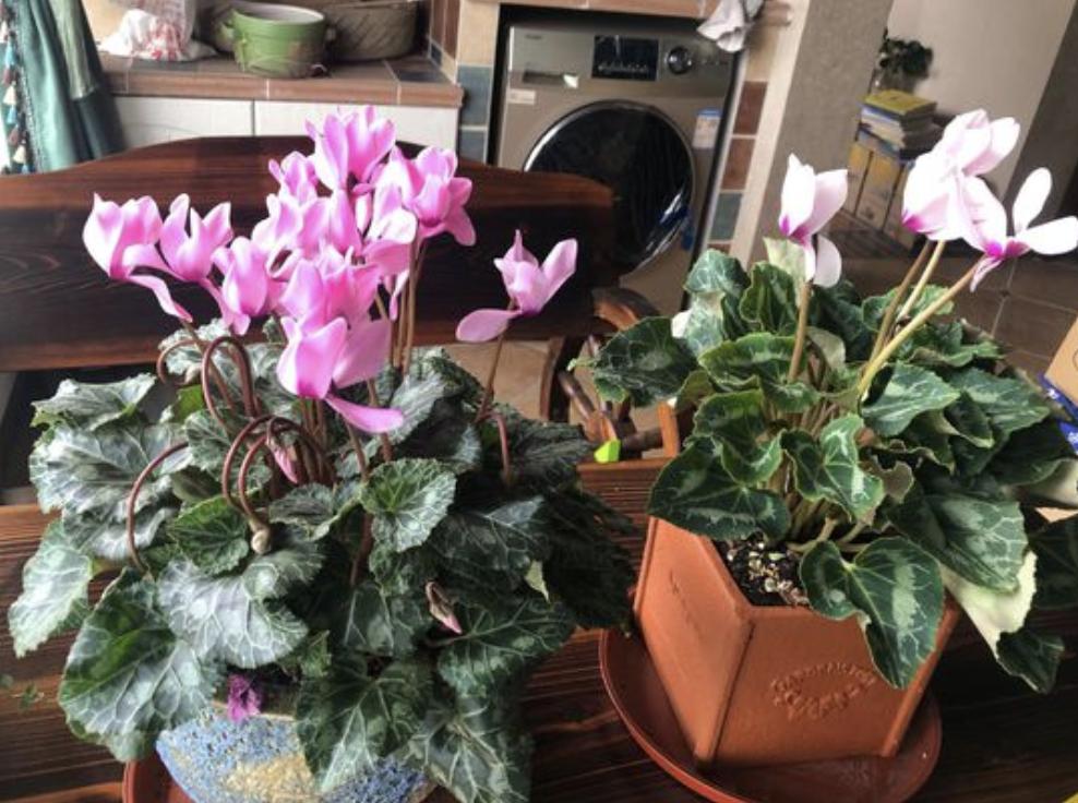 这6种花越冷越好养,冬天适合养的7种花