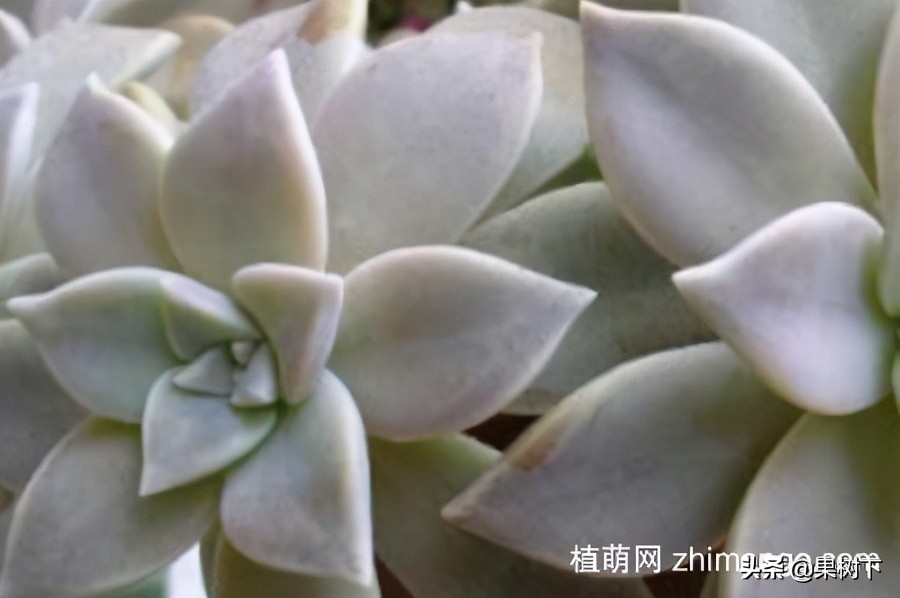 宝石花怎么养开花图片,宝石花的养殖注意事项