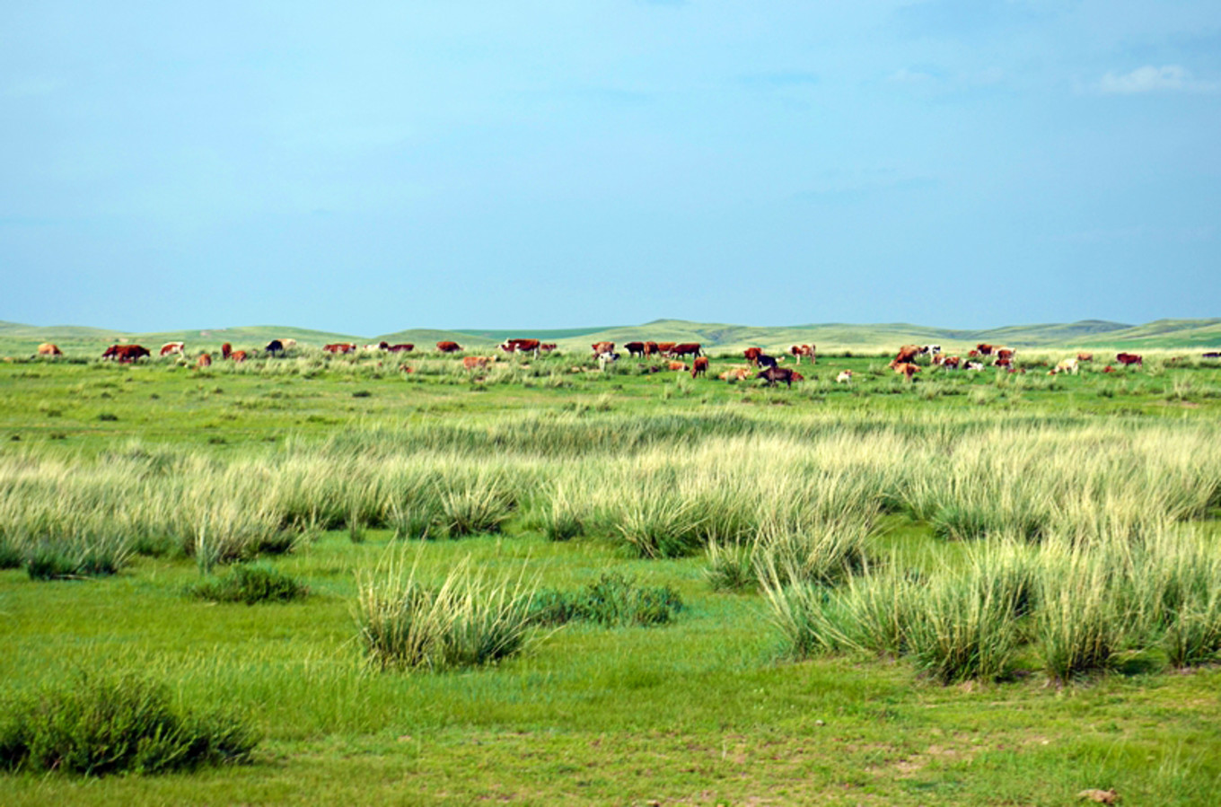 乌珠穆沁草原狼图腾,狼图腾草原魂歌曲