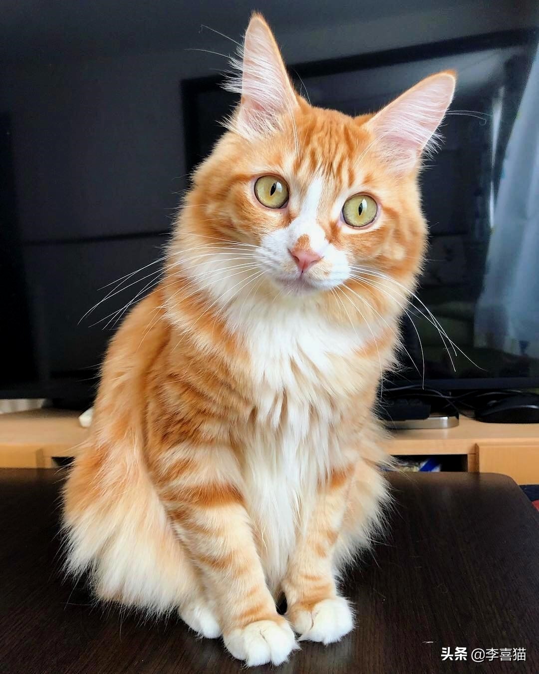 铲屎官如何避免猫咪挠到自己,铲屎官都会被猫咪挠吗