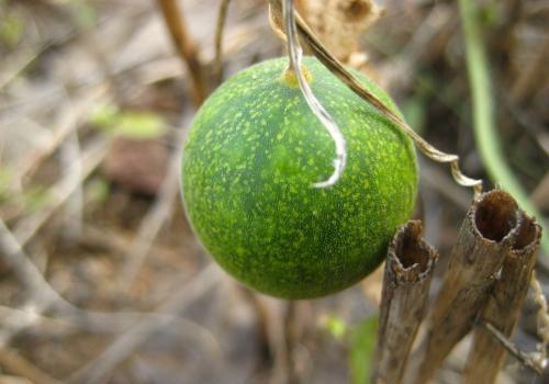 80后儿时的记忆乡村气息,80后农村人的记忆