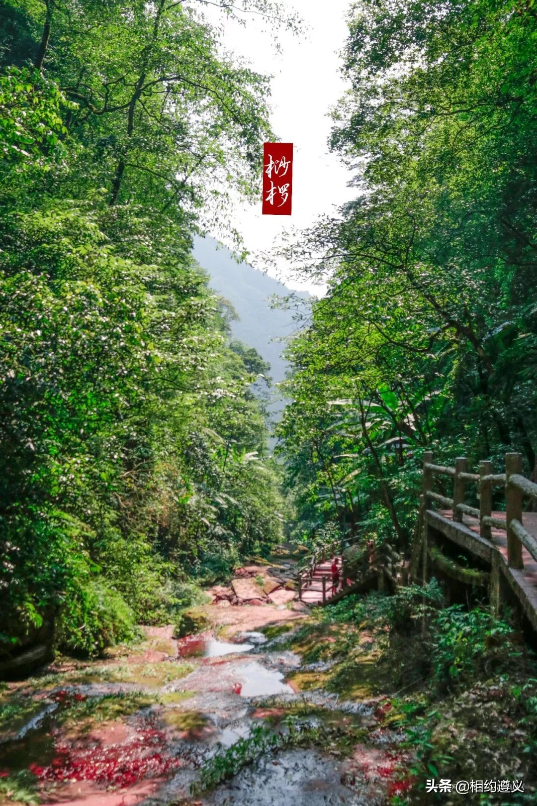 赤水大瀑布 侏罗纪公园 (世界唯一保留的侏罗纪原始公园)