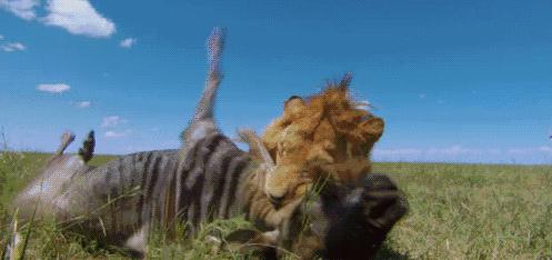 狮虎和百兽之王哪个厉害,狮虎大战真相