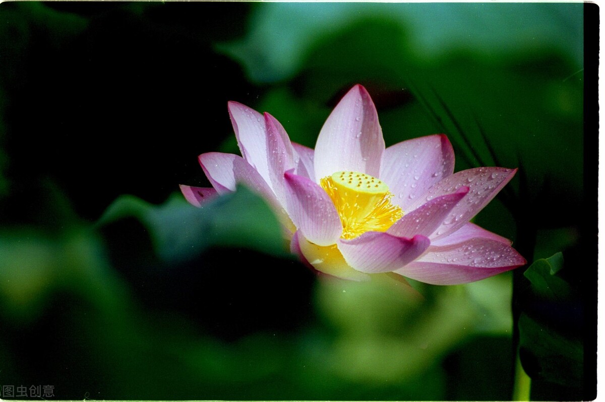 荷花怎么拍好看又有创意视频,教你拍摄荷花的四个意境