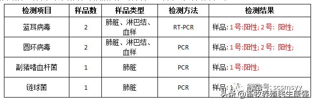 猪圆环病毒和副嗜血杆菌的关系,蓝耳病与猪圆环病毒
