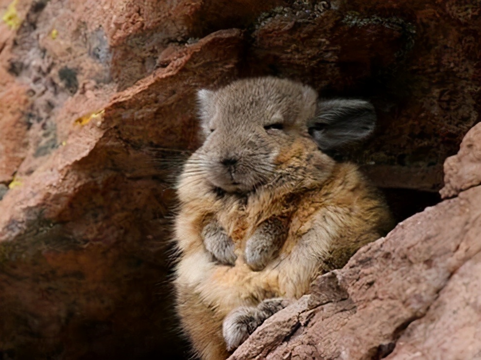 龙猫的亲人视频,龙猫的亲戚