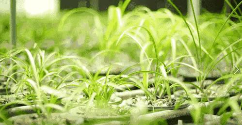 每日一品花草图片,每日一品