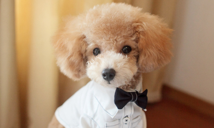 泰迪最怕的几件事是什么,如果泰迪返灰返的不好咋办