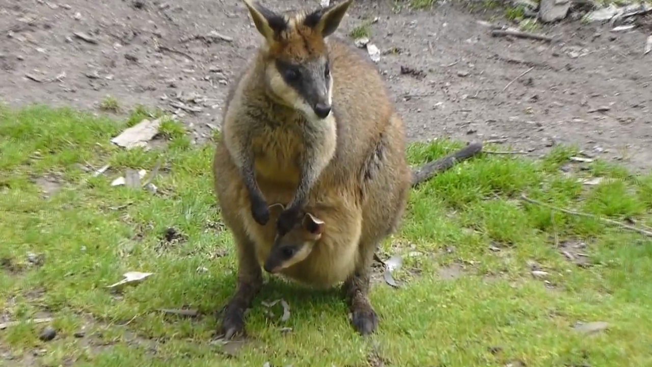 你见过会上树的鸡吗,世界上最萌的袋鼠