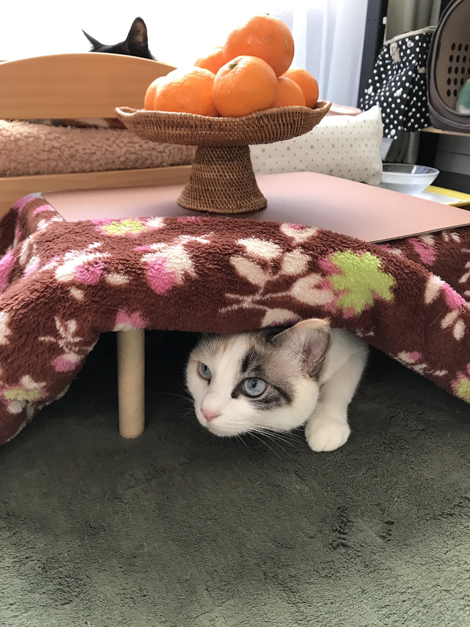 日本网店出奇招拉生意,橘子箱可变成猫用被炉,引得猫奴买箱还橘