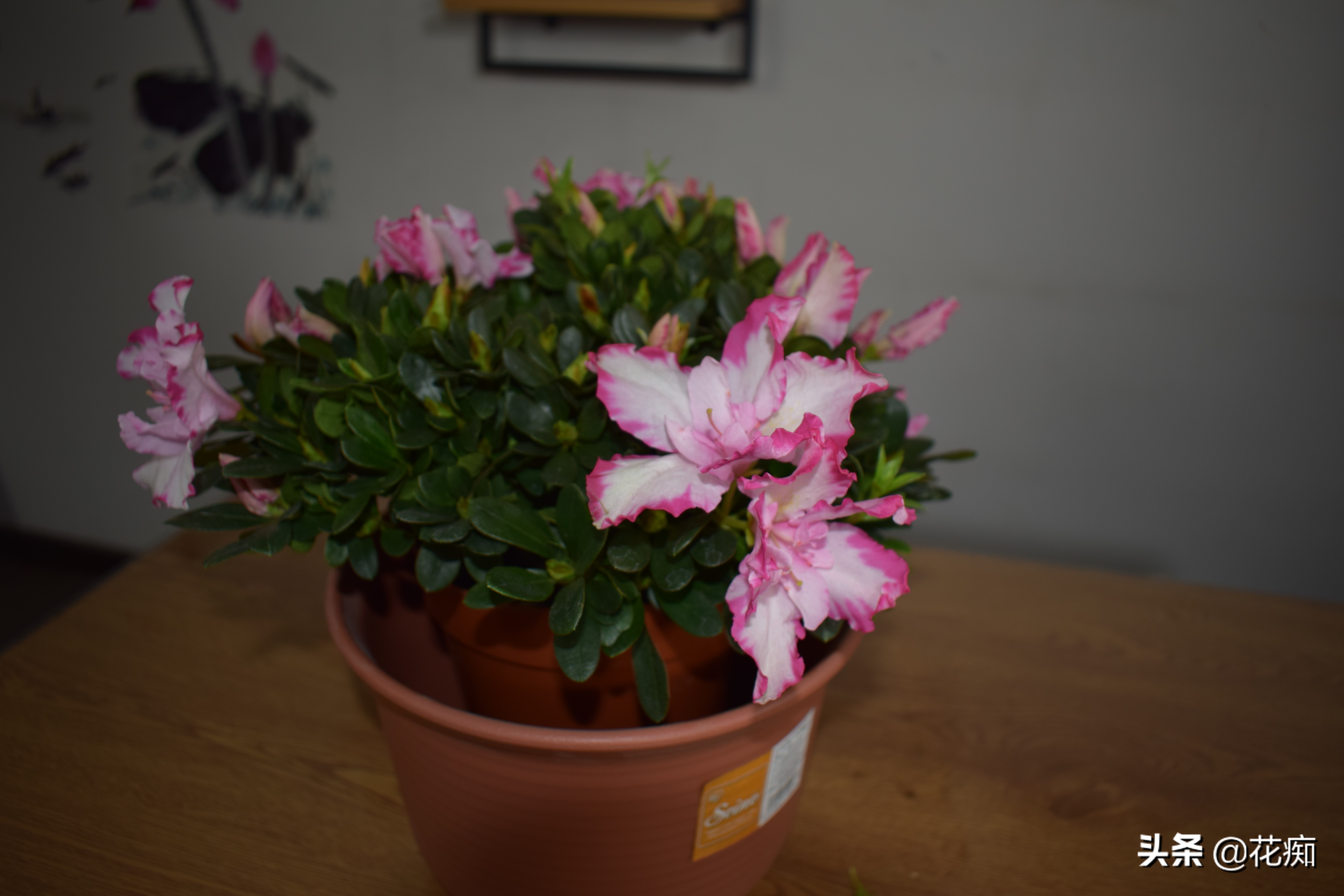 杜鹃花出现干枝什么原因,杜鹃花干枝是怎么回事