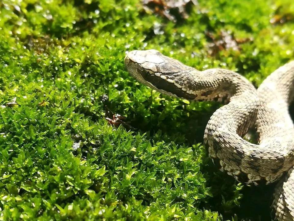 中国剧毒蛇都有哪些 (中国剧毒蛇有几种)