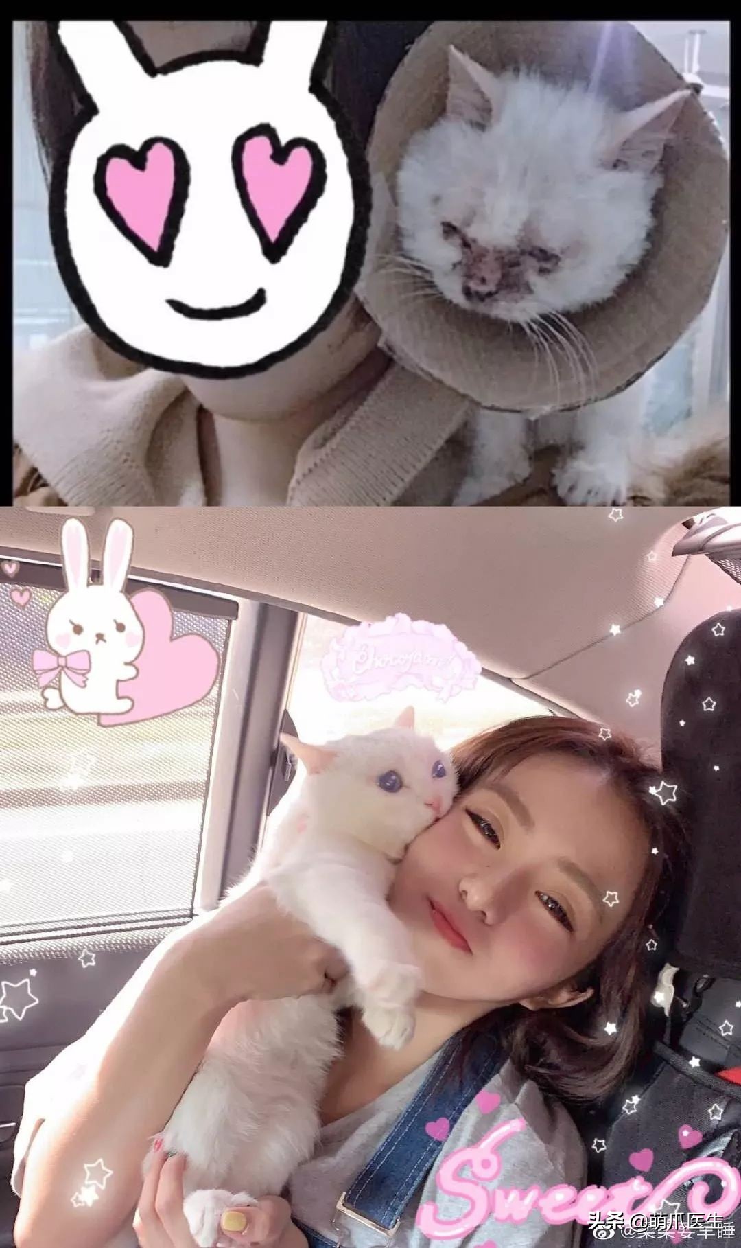 你见过猫咪的眼睛吗,你见过猫咪这种眼神吗