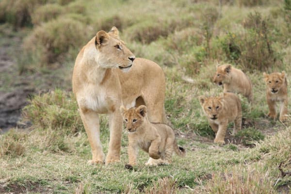 狮子10大知识,狮子相关知识