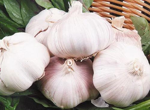 2022年大蒜估计比去年多吗,2020年大蒜种植的多吗