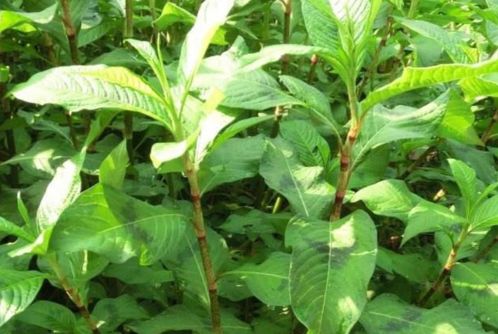 神奇的辣蓼草,辣蓼草为什么可以醉鱼