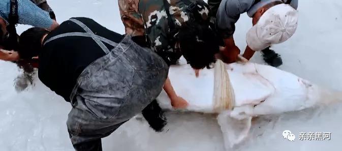 黑河大鳇鱼,黑龙江渔民打上1028斤大鳇鱼