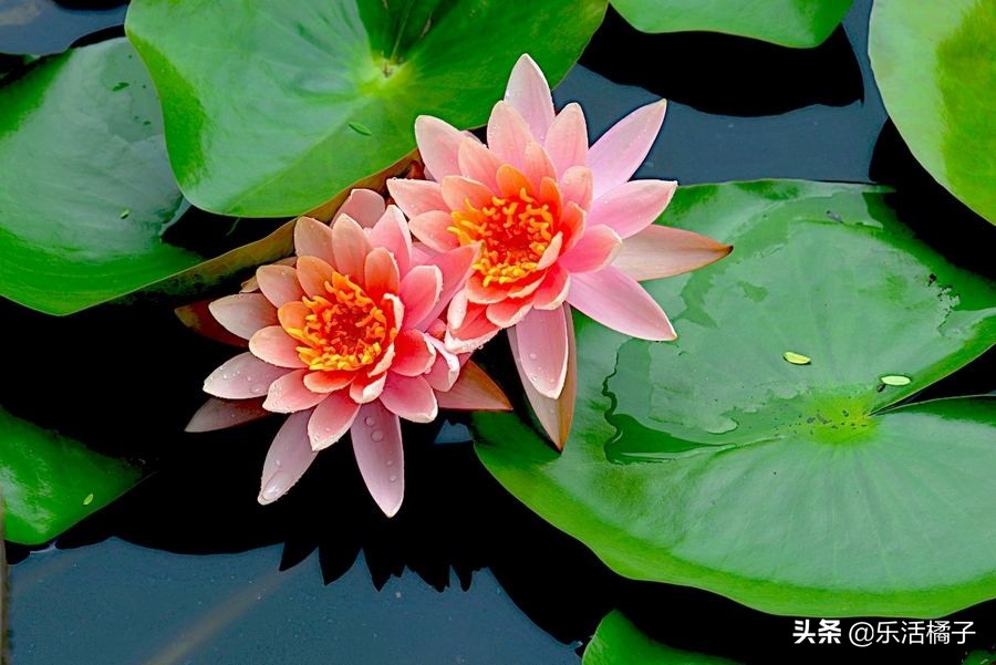 无土水培睡莲荷花四季开花,莲花睡莲种子水培怎么养