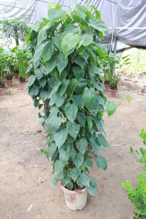 种植绿萝的过程与生长变化,绿萝如何种植更为好养