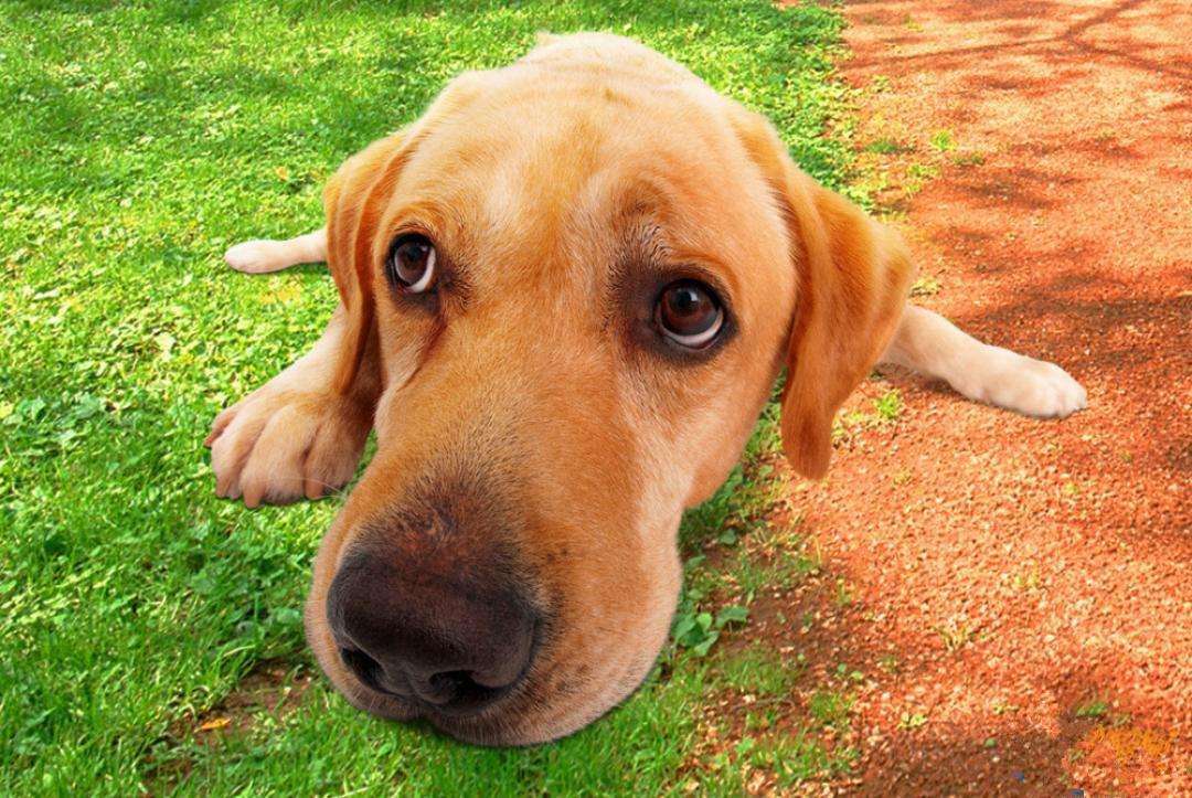 狗窝的腥臭味如何去除,狗窝特别臭怎么办