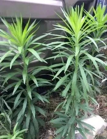 农村随处可见的几种野生中草药,教你认识那些路边的野生中草药