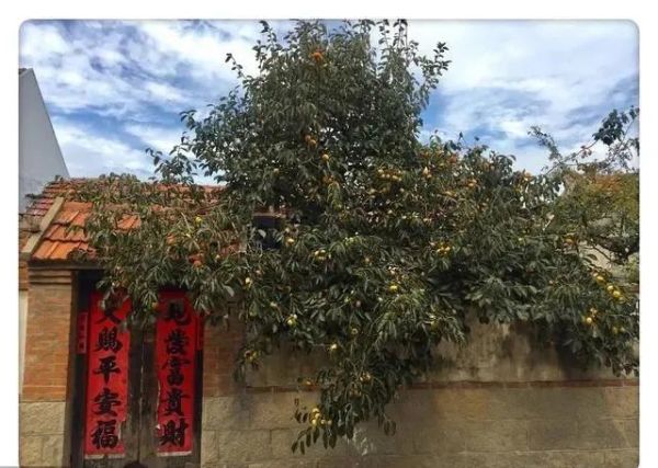 十种最旺庭院的果树,院子里种5种果树能吃好看