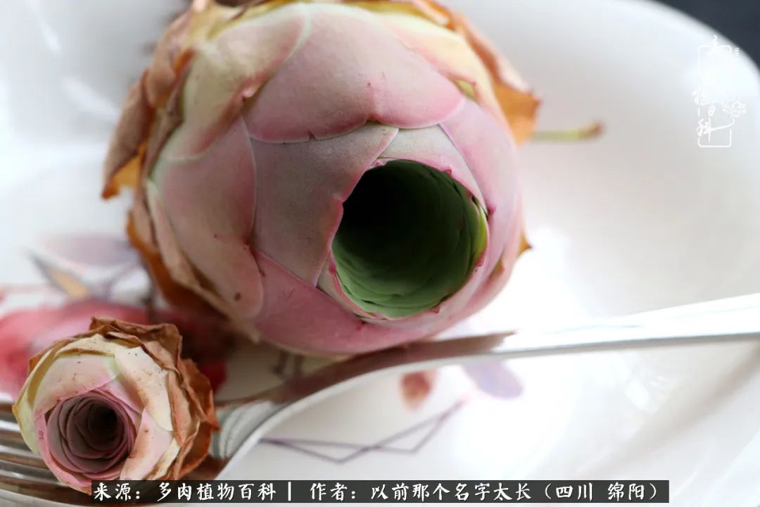 山地玫瑰夏天,山地玫瑰花怎么玩