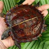 家养乌龟怎么过冬,家养小乌龟过冬的沙子要加水吗