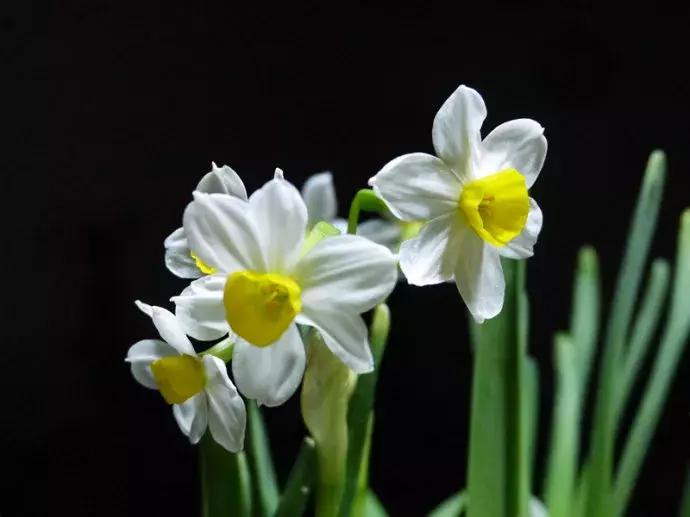 宝宝误食家里养的植物叶子,孩子误食有毒植物