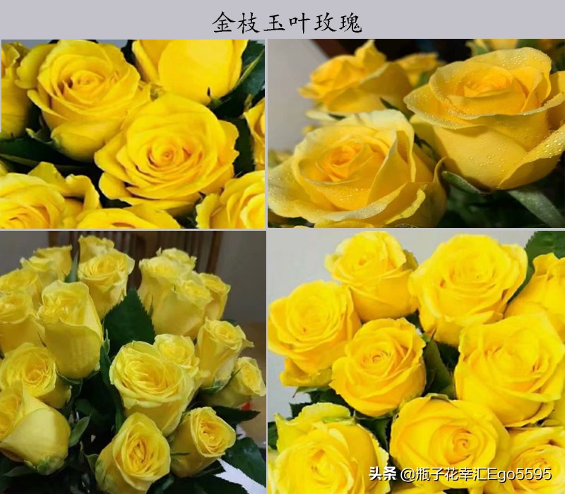 白加黄玫瑰花浪漫花语,粉色玫瑰花和粉色郁金香的花语